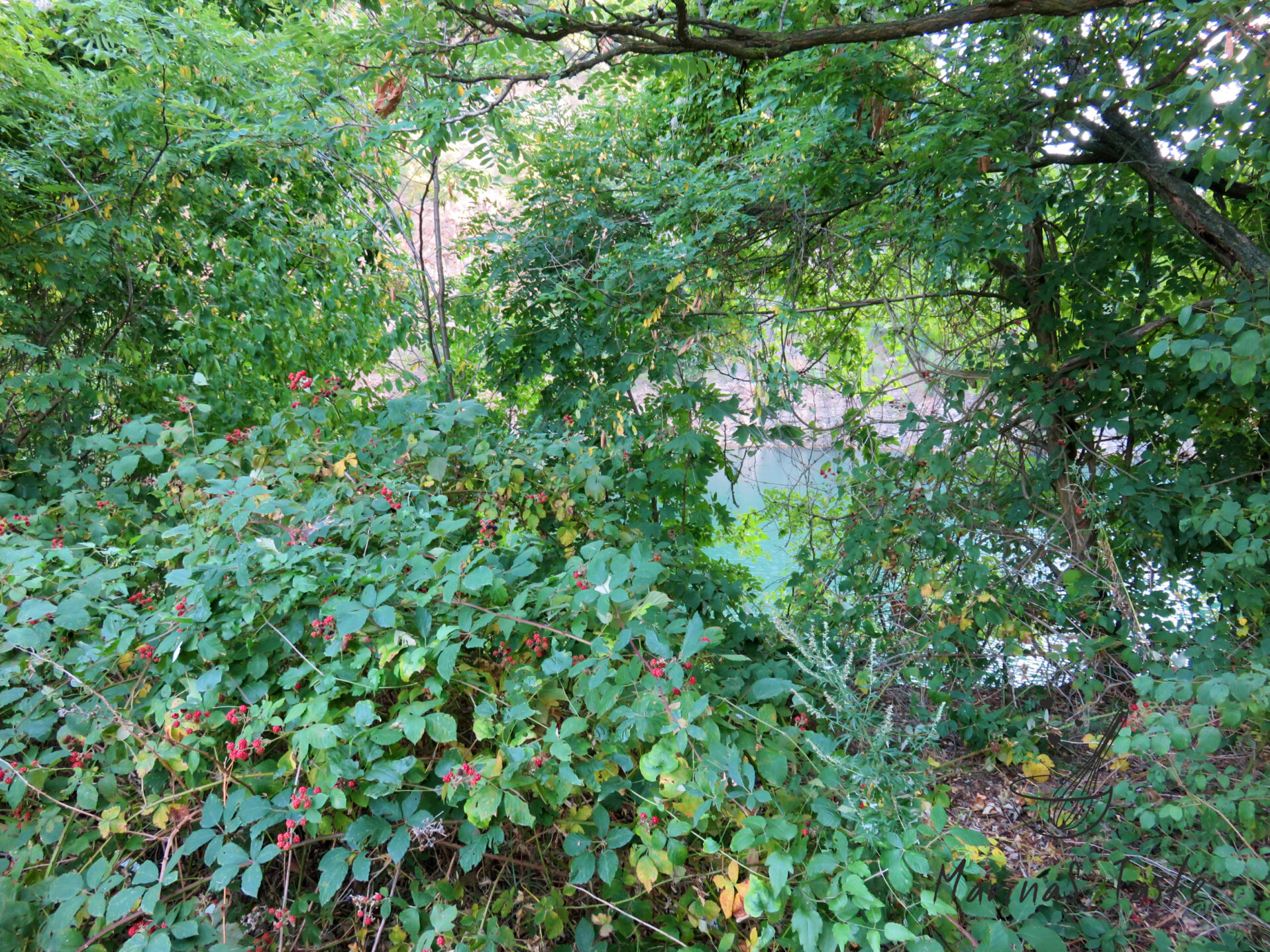 Divlje-kupine-2